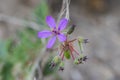 Flowers of Erodium laciniatum