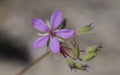 Flowers of Erodium laciniatum