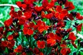 Flowers erysimum capitatum red end yellow