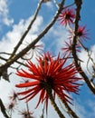 Flowers of Erythrina speciosa Royalty Free Stock Photo