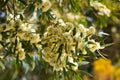 Flowers of eucalypt