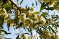 Flowers of eucalypt