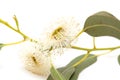 Flowers of Eucalyptus globulus Royalty Free Stock Photo