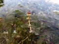 Flowers of Eurasian watermilfoil in Ada lake in Belgrade Royalty Free Stock Photo