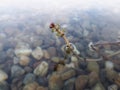 Flowers of Eurasian watermilfoil in Ada lake in Belgrade Royalty Free Stock Photo