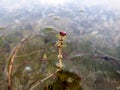 Flowers of Eurasian watermilfoil in Ada lake in Belgrade Royalty Free Stock Photo