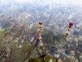 Flowers of Eurasian watermilfoil in Ada lake in Belgrade Royalty Free Stock Photo