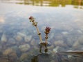 Flowers of Eurasian watermilfoil in Ada lake in Belgrade Royalty Free Stock Photo