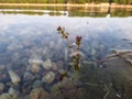 Flowers of Eurasian watermilfoil in Ada lake in Belgrade Royalty Free Stock Photo