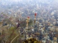 Flowers of Eurasian watermilfoil in Ada lake in Belgrade Royalty Free Stock Photo