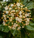 European Black Elderberry flower after spring rain