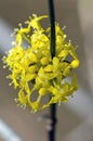 Flowers of European Cornel Royalty Free Stock Photo