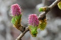 Flowers of a European larch