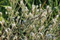 Flowers of European turn-sole, or Heliotropium europaeum, a roadside weed in Mediterranean Turkey