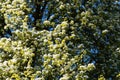 Flowers of a European wild pear Royalty Free Stock Photo