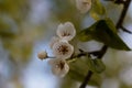 Flowers of a European wild pear Royalty Free Stock Photo