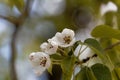 Flowers of a European wild pear Royalty Free Stock Photo