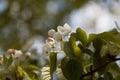 Flowers of a European wild pear Royalty Free Stock Photo