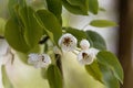 Flowers of a European wild pear Royalty Free Stock Photo