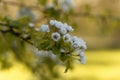 Flowers of a European wild pear Royalty Free Stock Photo