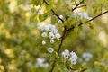 Flowers of a European wild pear Royalty Free Stock Photo