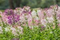 Flowers with evening sun,Cleome flower Cleome hassleriana ,spider flowers, spider plants, spider weeds, soft focus