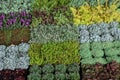 Flowers exposed on Floraart, 52 international garden exhibition on lake Bundek in Zagreb