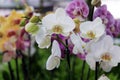 Flowers exposed on Floraart, 52 international garden exhibition on lake Bundek in Zagreb