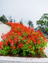 Flowers exposed on the garden