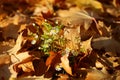 Flowers on fallen maple leaves Royalty Free Stock Photo