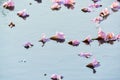 Flowers falling on the surface of water Royalty Free Stock Photo