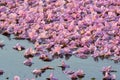 Flowers falling on the surface of water Royalty Free Stock Photo