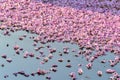 Flowers falling on the surface of water Royalty Free Stock Photo