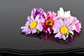 Flowers falling into water Royalty Free Stock Photo