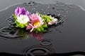 Flowers falling into water Royalty Free Stock Photo