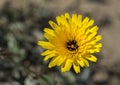 Flowers of False Sow-thistle, Reichardia tingitana Royalty Free Stock Photo