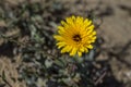 Flowers of False Sow-thistle, Reichardia tingitana Royalty Free Stock Photo