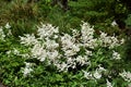 Flowers of False Spirea, Astilbe Brautschleier, in the garden.