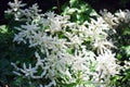 Flowers of False Spirea, Astilbe Brautschleier, in the garden.