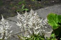 Flowers of False Spirea, Astilbe Brautschleier, in the garden.