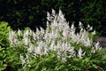 Flowers of False Spirea, Astilbe Brautschleier, in the garden.