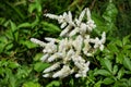 Flowers of False Spirea, Astilbe Brautschleier, in the garden.