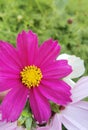 Flowers in farm in khamis musheet