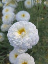 Flowers at farm on plants with green leavs