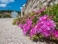 Flowers by the fence in meditteranean village Pupnat on KorÃÂula island Royalty Free Stock Photo