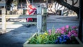 Flowers with a fence and motorcycle