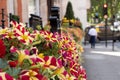 Flowers on the fence on the street Royalty Free Stock Photo