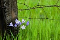 Flowers By Fencepost Royalty Free Stock Photo