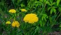 Flowers of Fernleaf yarrow or Achillea filipendulina macro, selective focus, shallow DOF