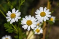 Flowers of Feverfew